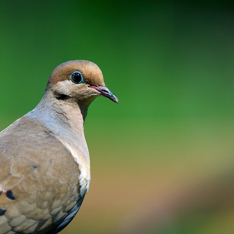 Mourning Doves Bring A Calm Presence To The Yard