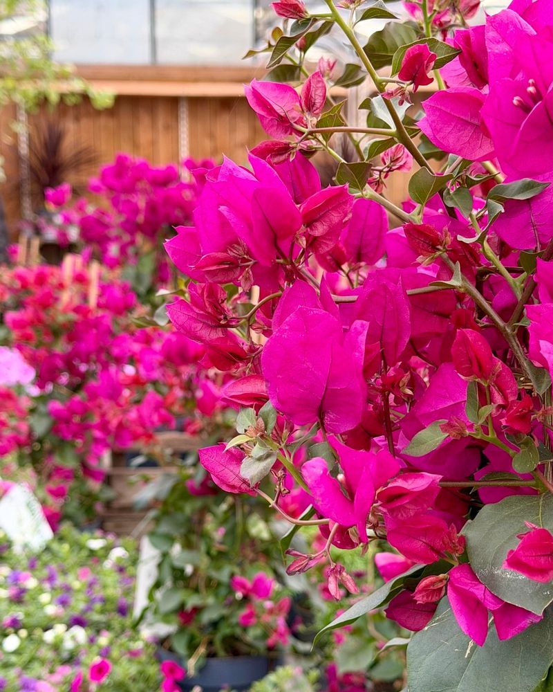 Move Container Plants Into Full Sun