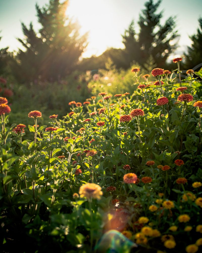 Move Future Plantings Into More Morning Sun