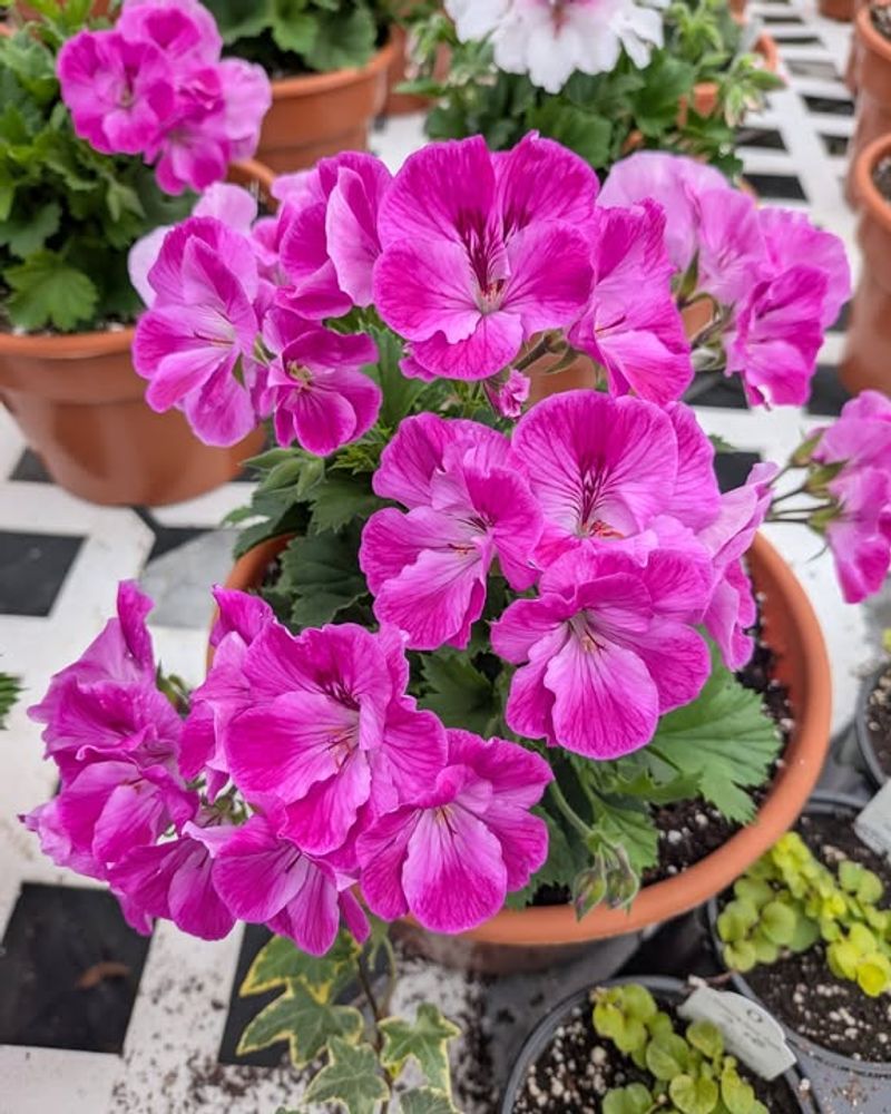 Move Geraniums Outside After Cold Nights Pass
