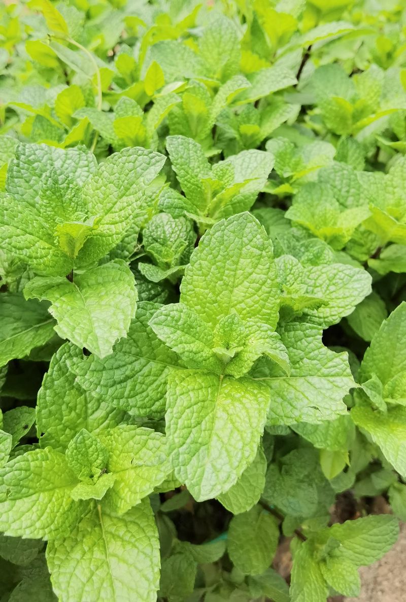 Move Invasive Mint Far From Zinnia Roots Move Invasive Mint Far From Zinnia Roots