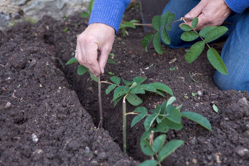 Move New Roses Outside Only After Roots Settle