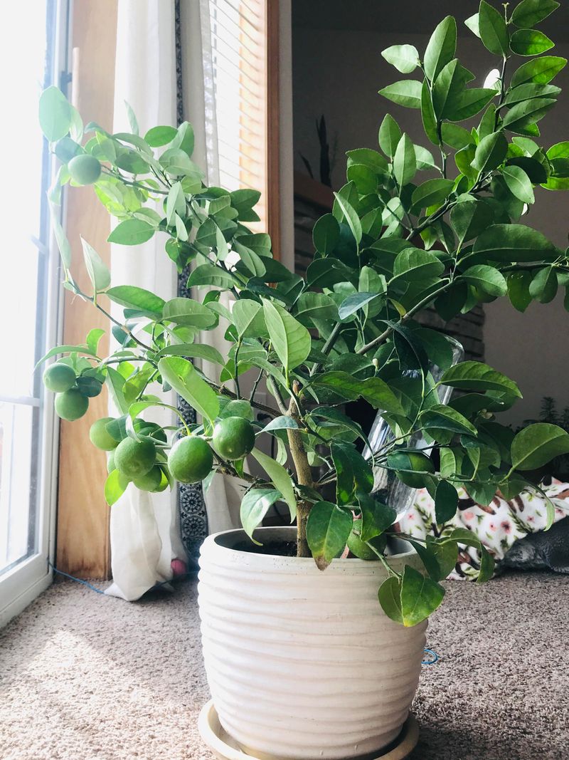 Move Or Shade Containers During Extreme Summer Heat
