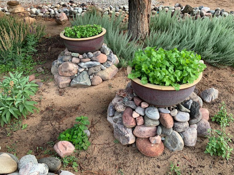 Move Potted Cilantro Into Afternoon Shade