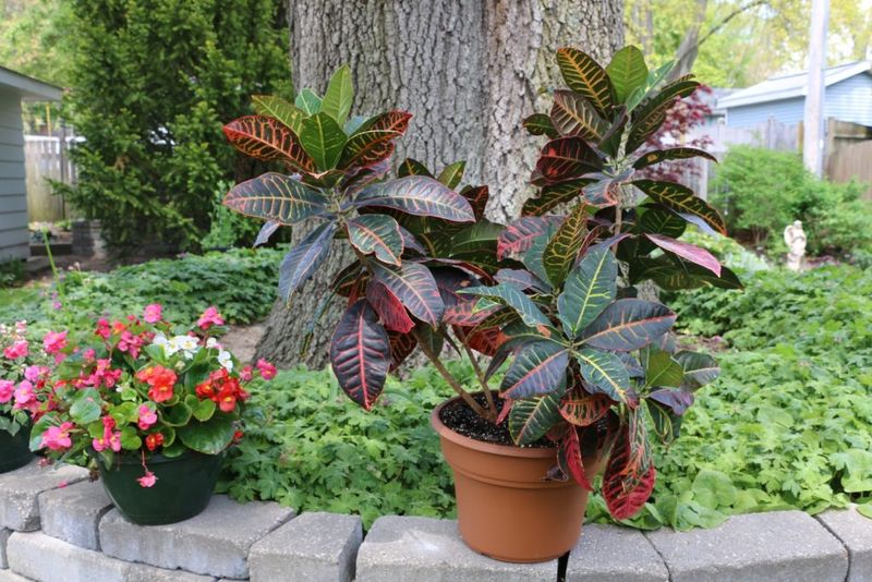 Move Potted Crotons Before Storms Hit