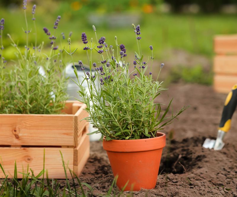 Move Rooted Lavender Into Full Sun Gradually Move Rooted Lavender Into Full Sun Gradually