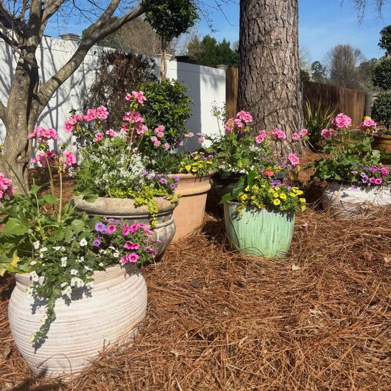 Move Smaller Containers Away From Harsh Afternoon Sun Move Smaller Containers Away From Harsh Afternoon Sun