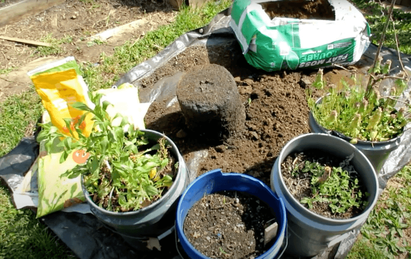 Move Spent Container Soil Into Garden Beds
