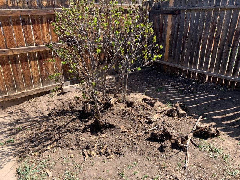 Move Struggling Lilacs Only When The Site Is Wrong Move Struggling Lilacs Only When The Site Is Wrong