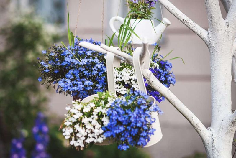 Move Tender Annuals Outside After Frost Risk Passes