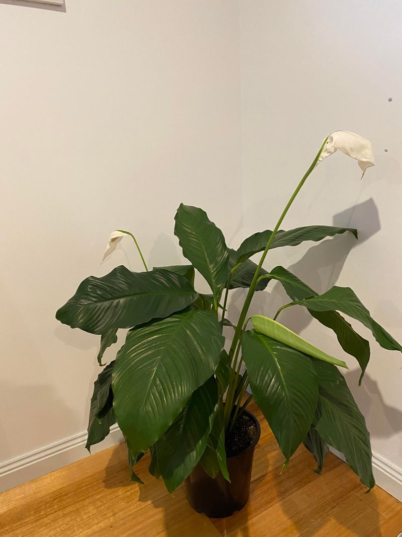 Move The Plant Away From Harsh Direct Sun