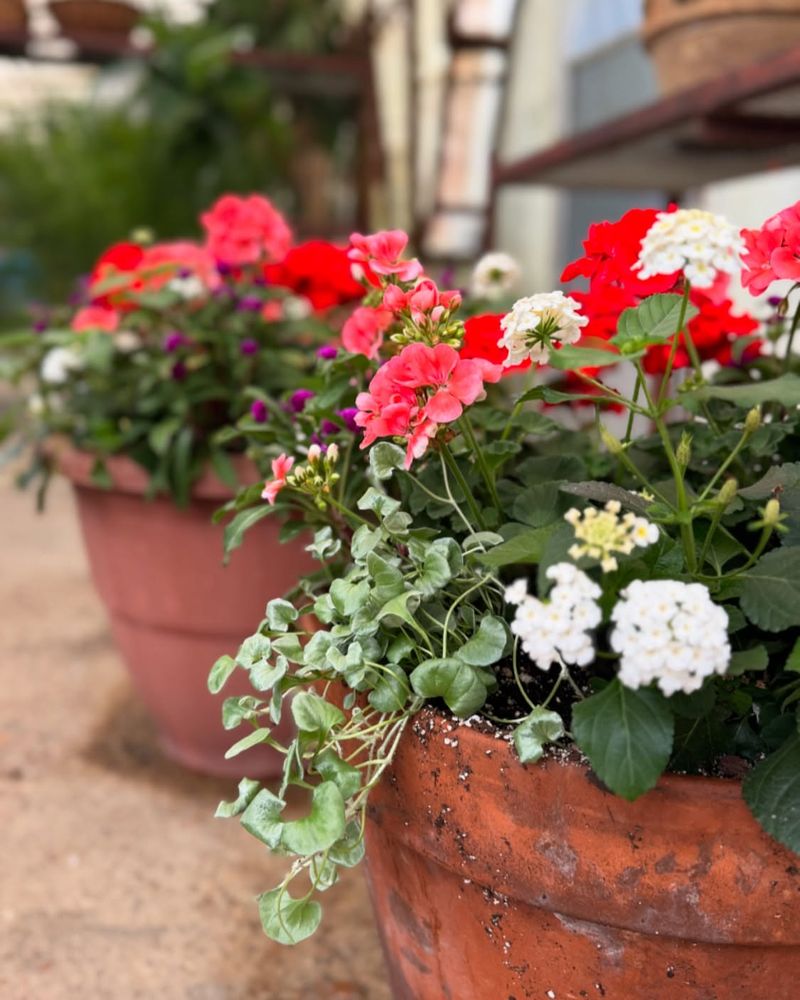 Moving Containers Early Helps Prevent Sudden Heat Damage