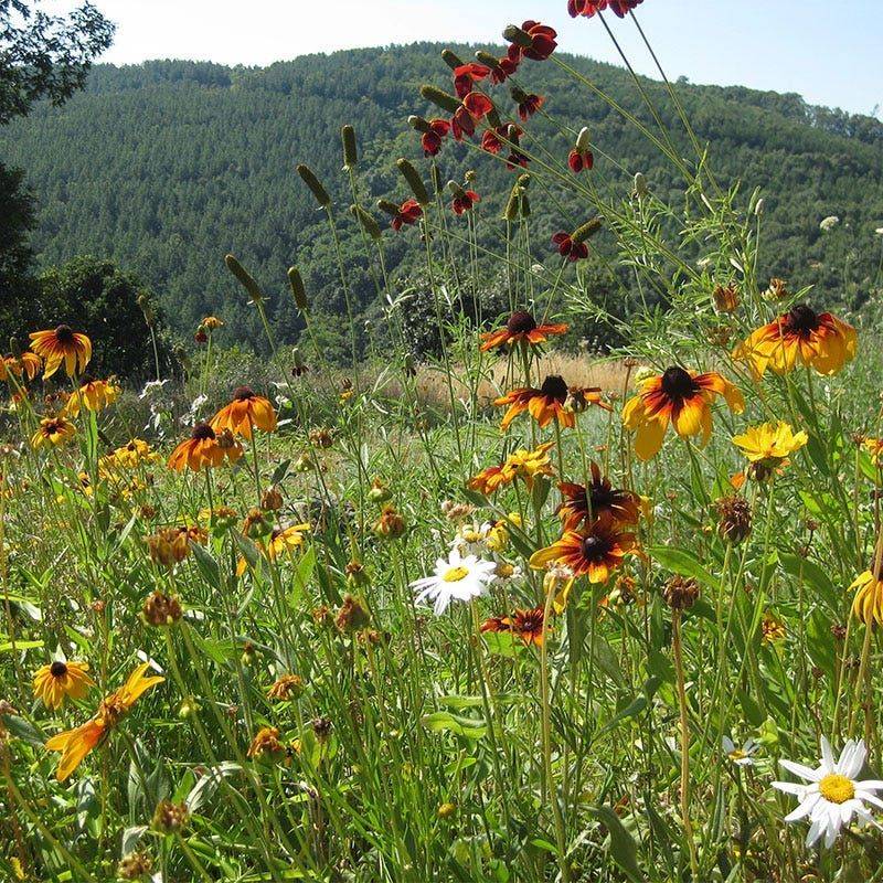 Mowing Before Seeds Mature Removes Next Year's Blooms