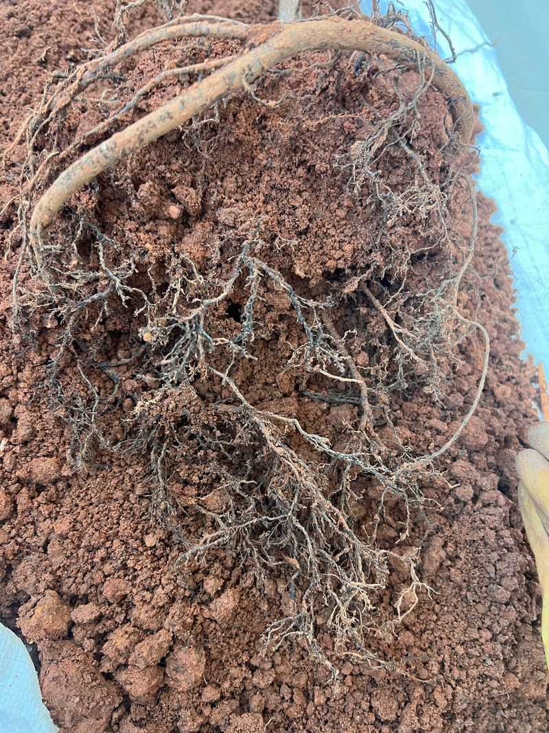 Muddy Beds Invite Root Rot Trouble