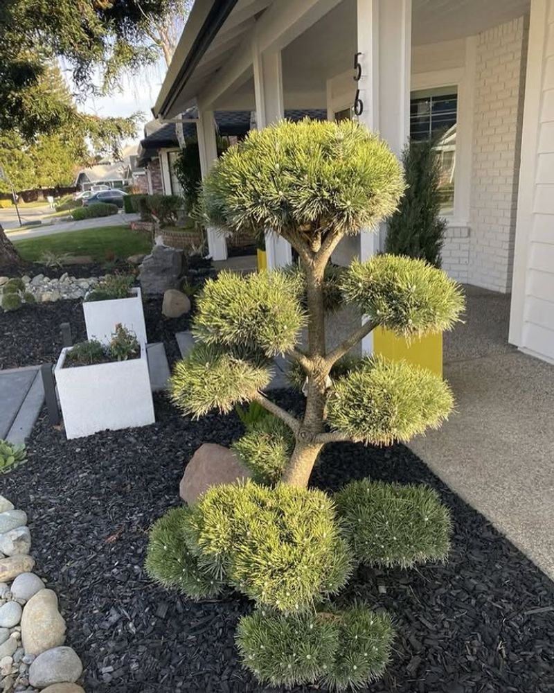 Mugo Pine