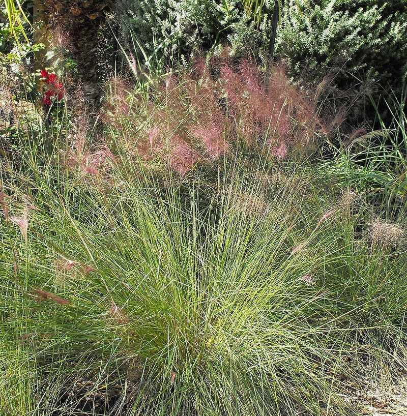 Muhly Grass Handles Weather Swings Without Falling Apart Muhly Grass Handles Weather Swings Without Falling Apart