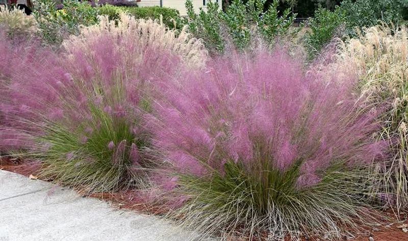 Muhly Grass That Adds Privacy With Movement