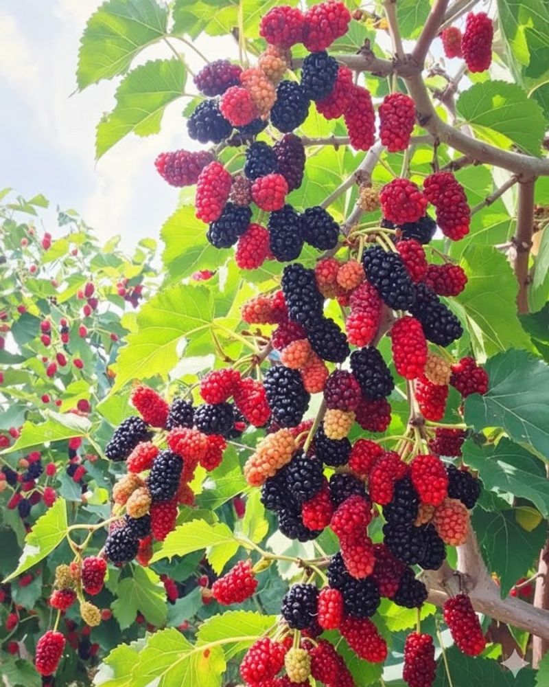 Mulberries Mulberries