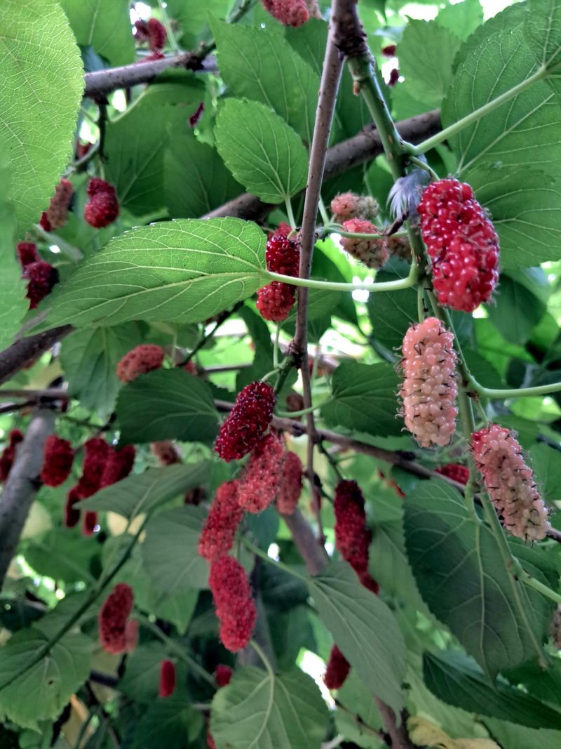 Mulberries Grow Fast And Ask For Little