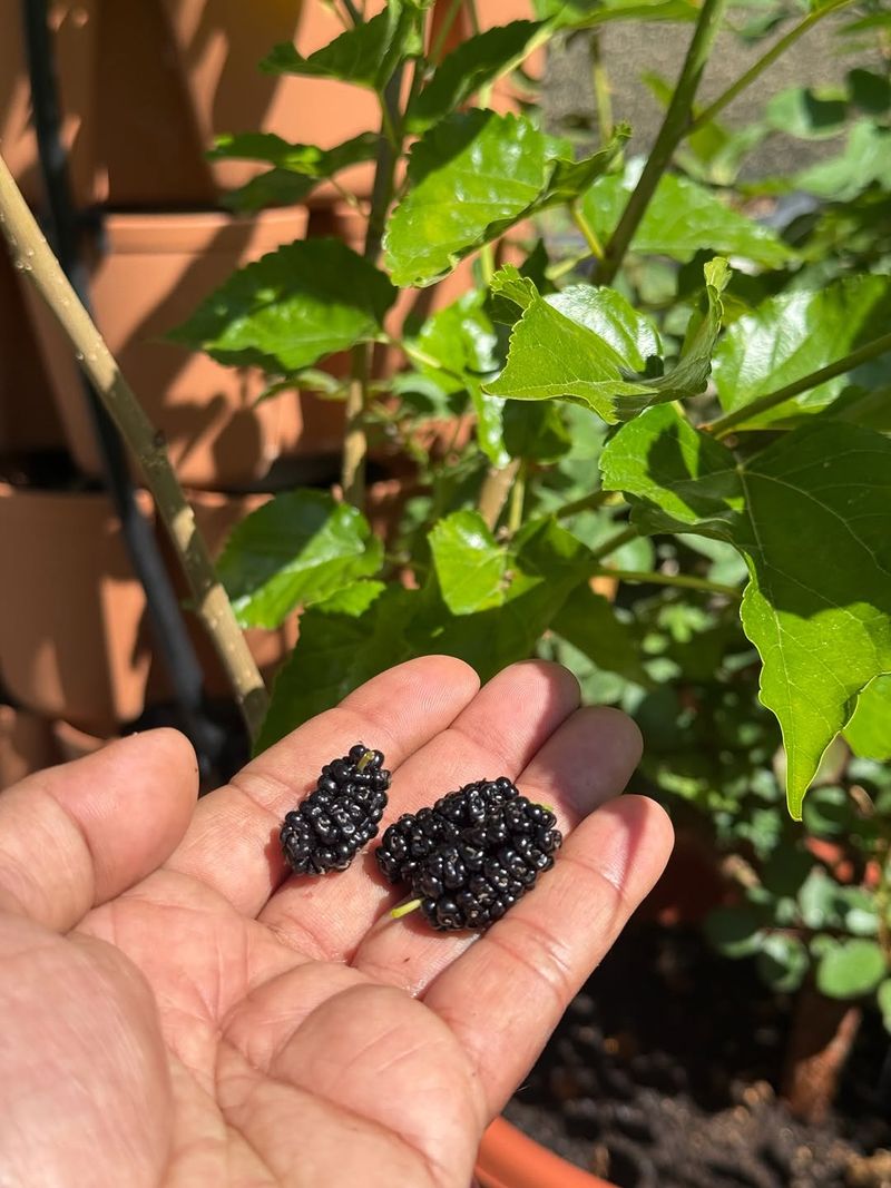 Mulberries