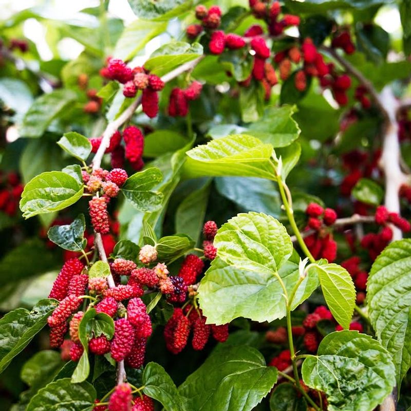 Mulberry
