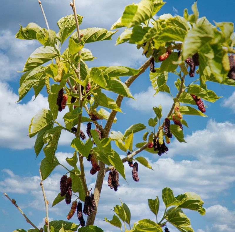 Mulberry Trees Leave Sticky Messes Mulberry Trees Leave Sticky Messes
