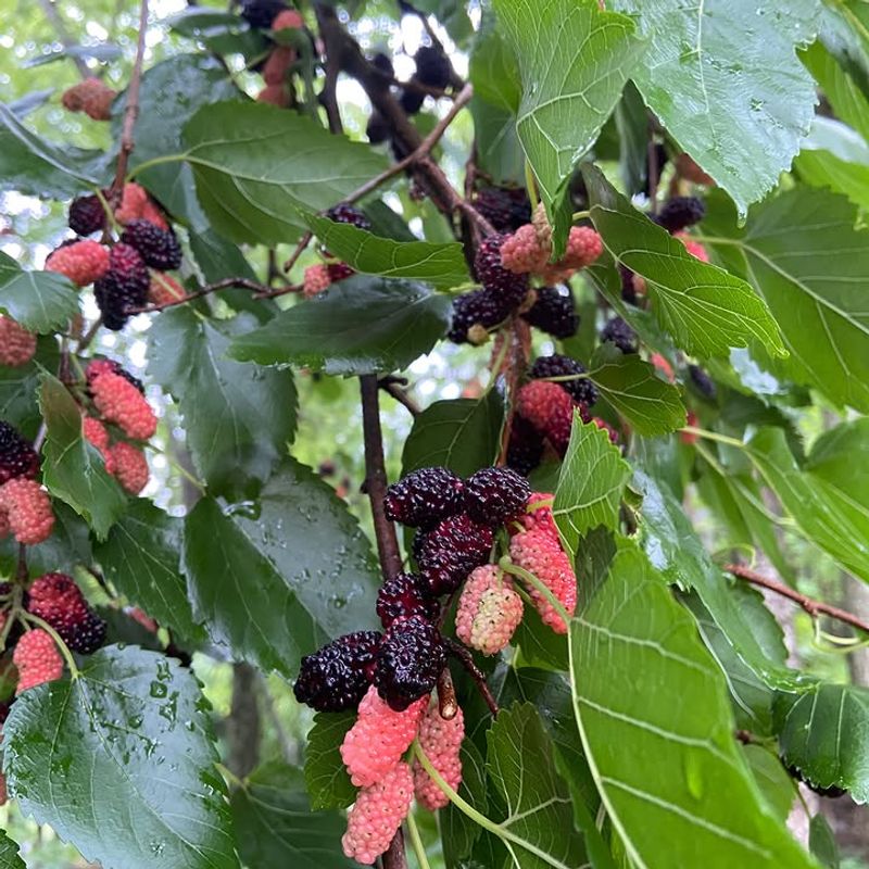Mulberry Trees Mulberry Trees