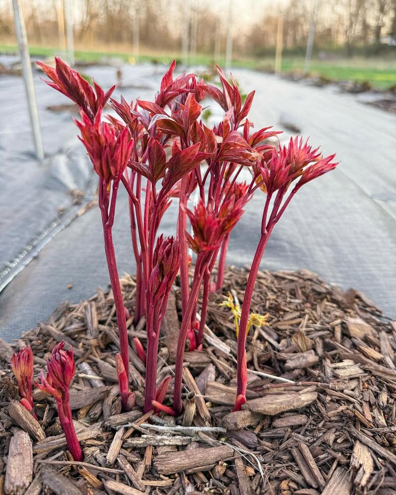 Mulch Around Plants Carefully