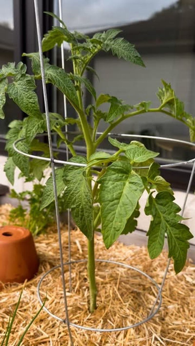 Mulch Around Plants Immediately Mulch Around Plants Immediately