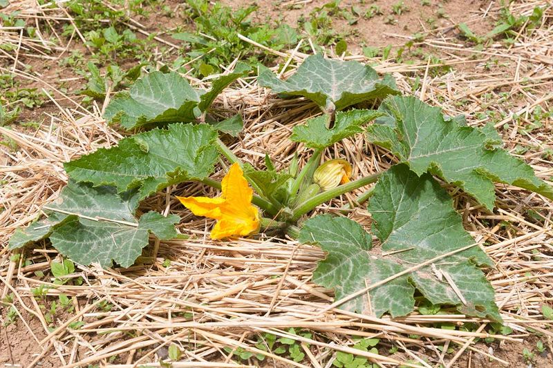 Mulch Around Plants To Hold Moisture