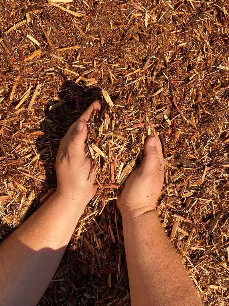 Mulch Around The Base Before Peak Heat