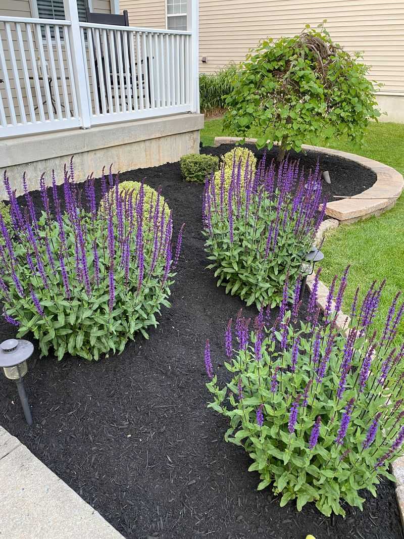 Mulch Around The Base Helps Retain Soil Moisture