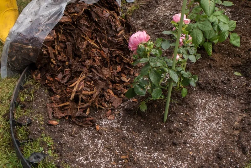 Mulch Around The Base
