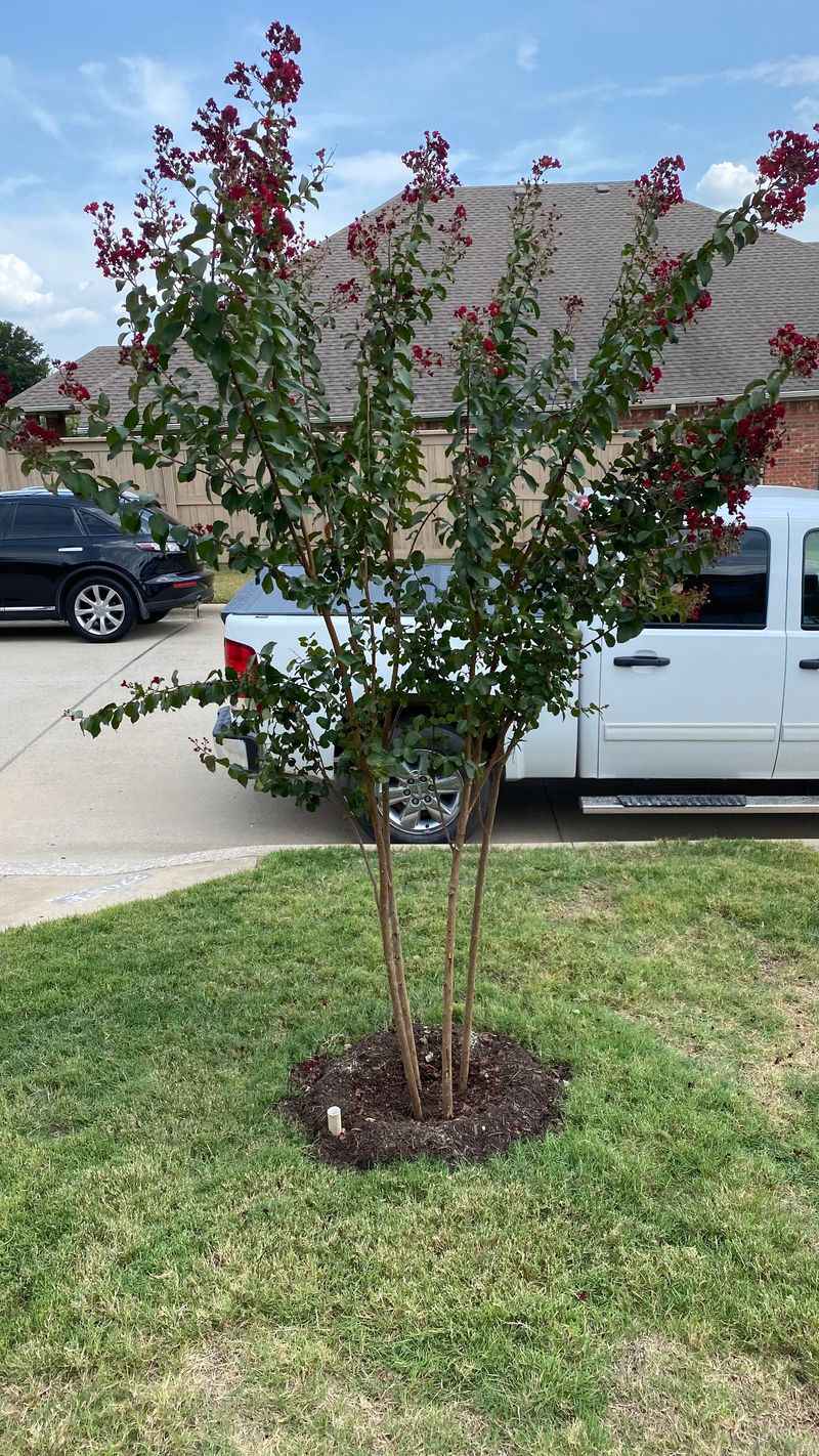 Mulch Before Summer Heat, But Keep Mulch Away From The Trunk