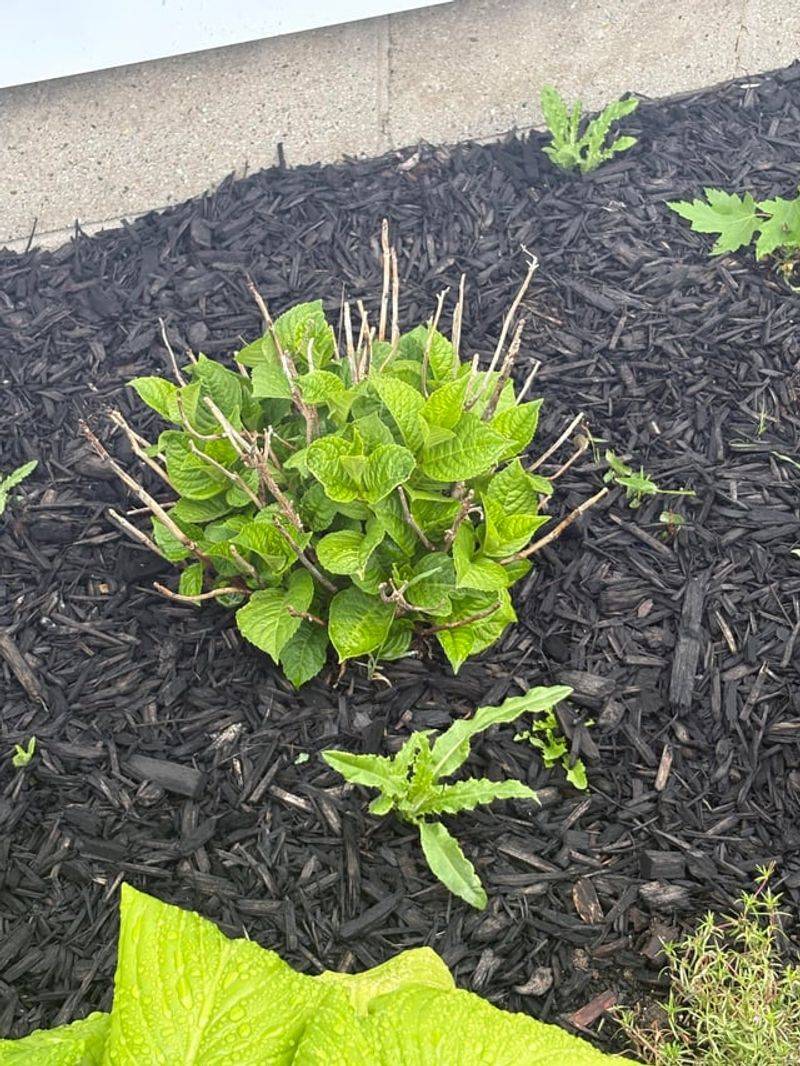 Mulch Before The Heat Kicks In Mulch Before The Heat Kicks In