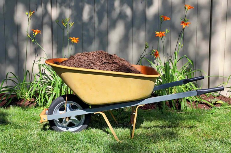 Mulch Before Weeds Emerge, Or Weed First If You Are Late