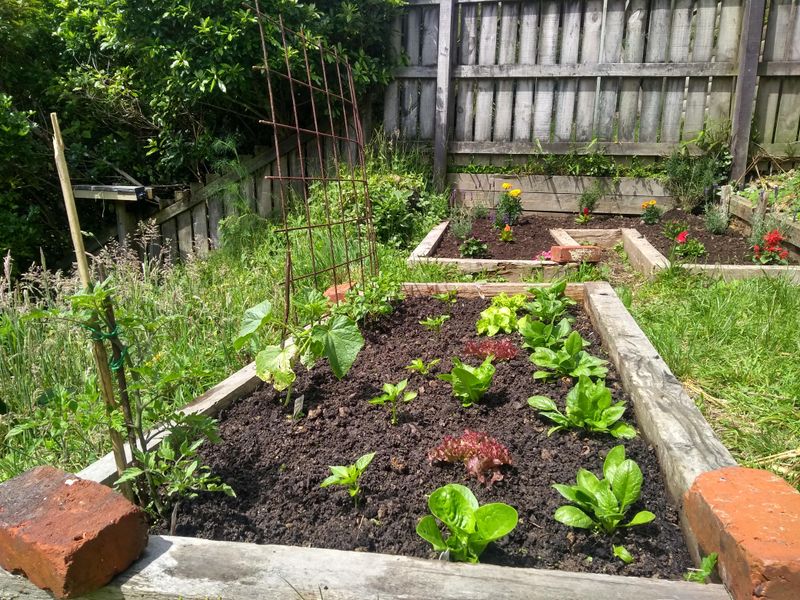 Mulch Can Protect Plants And Shelter Slugs Mulch Can Protect Plants And Shelter Slugs
