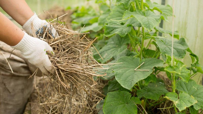 Mulch Early To Hold Moisture Through Hot Spells