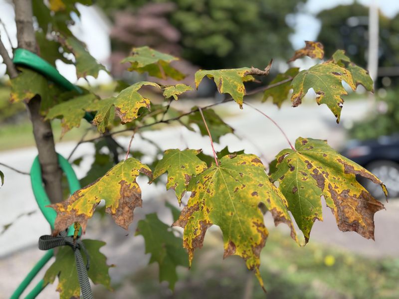 Hot Dry Michigan Spots Can Stress Sugar Maple