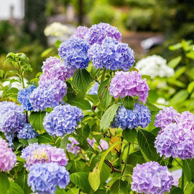 Mulch Helps Hold Moisture Around Hungry Roots