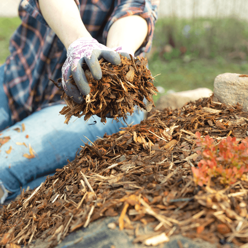 Mulch Helps Hold Moisture Longer