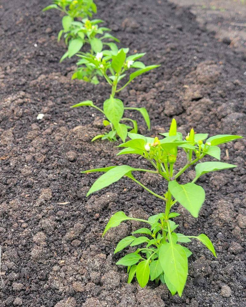 Mulch Helps Keep Pepper Roots Cooler In Summer Heat