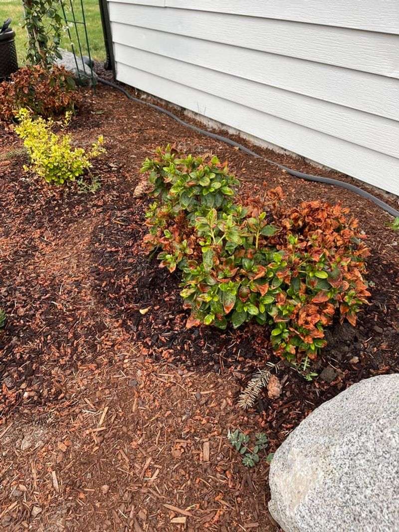 Mulch Helps Protect Azalea Roots During North Carolina Summers
