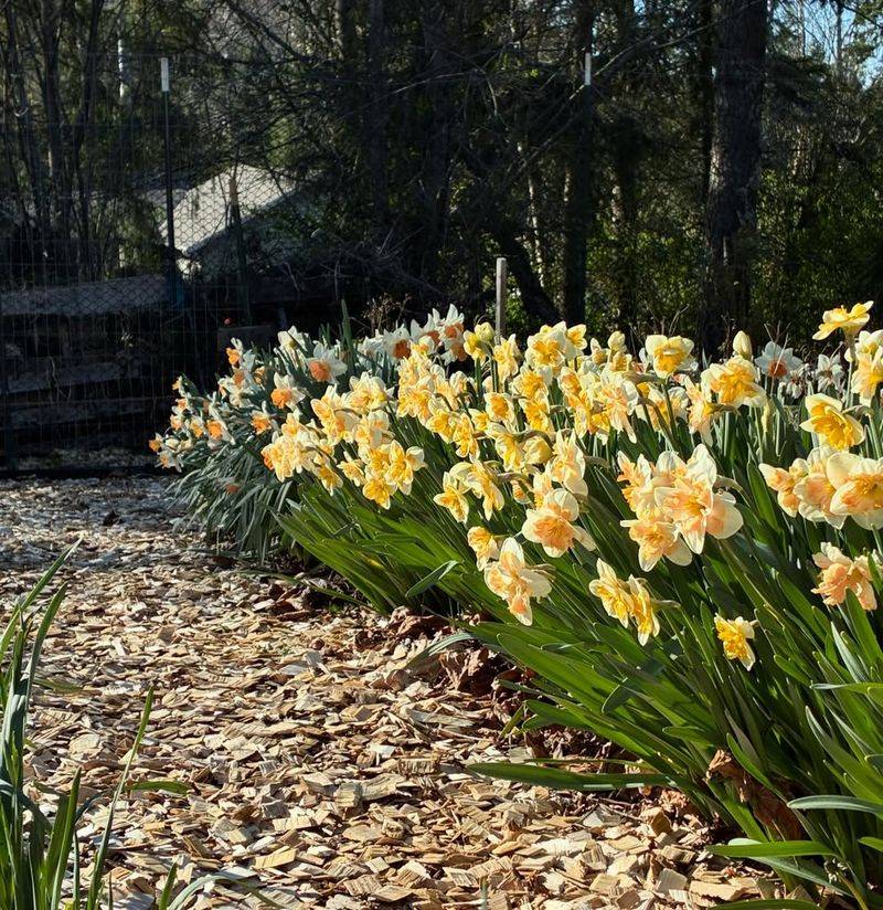 Mulch Helps Protect Bulbs During Hot Summer Weather Mulch Helps Protect Bulbs During Hot Summer Weather