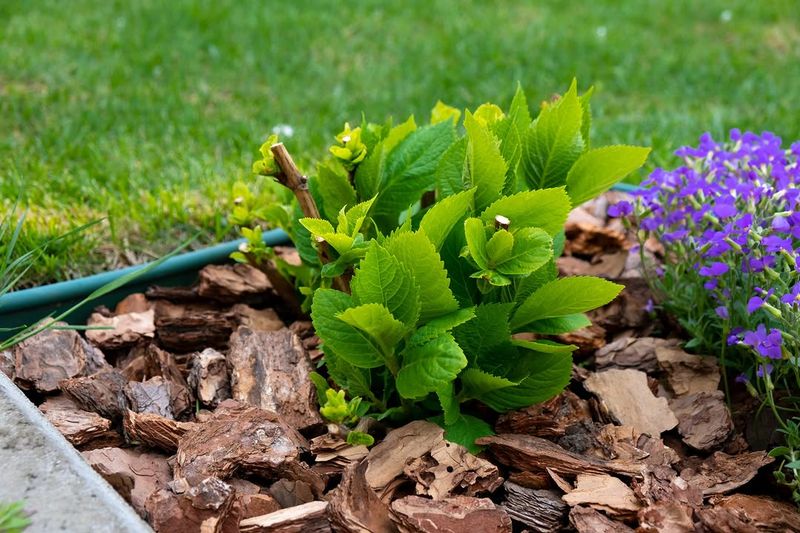 Mulch Helps Protect Plant Roots From Heat Exposure