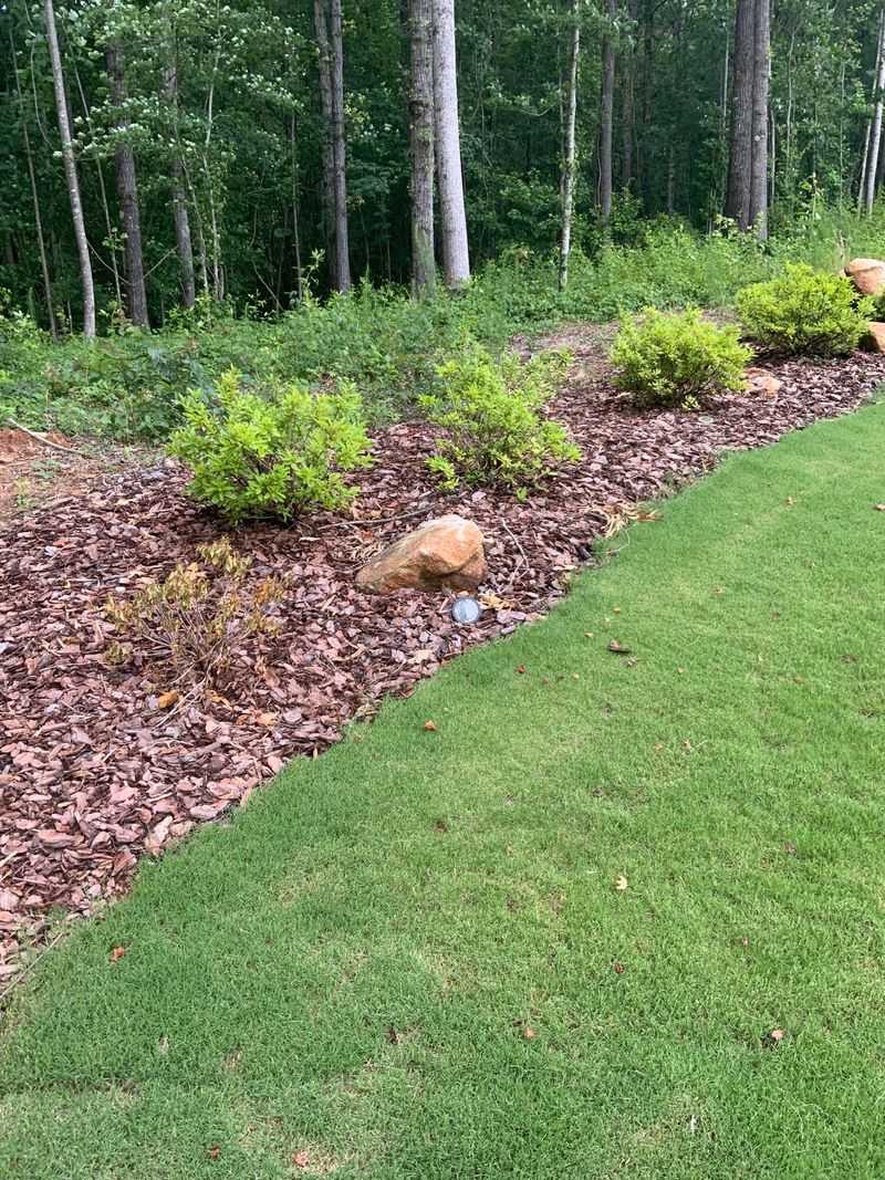 Mulch Helps Protect Shallow Azalea Roots