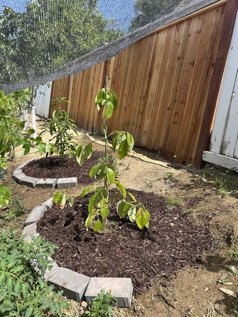Mulch Helps Protect Shallow Roots