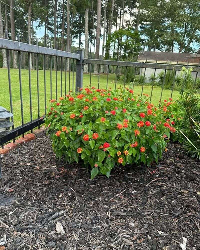 Mulch Helps Roots Stay Cooler During Hot Weather