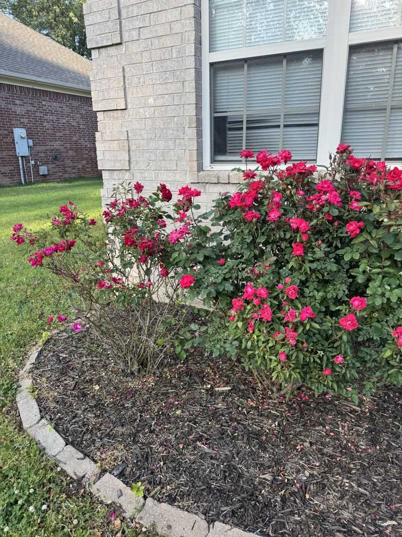 Mulch Helps Roots Stay Cooler Longer