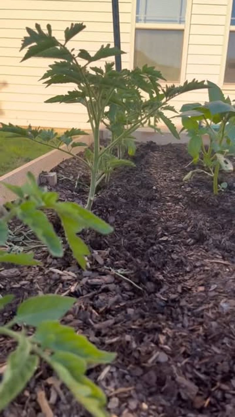Mulch Helps Tomato Soil Stay Consistently Moist